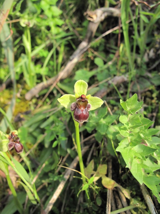 Ophrys bombyliflora